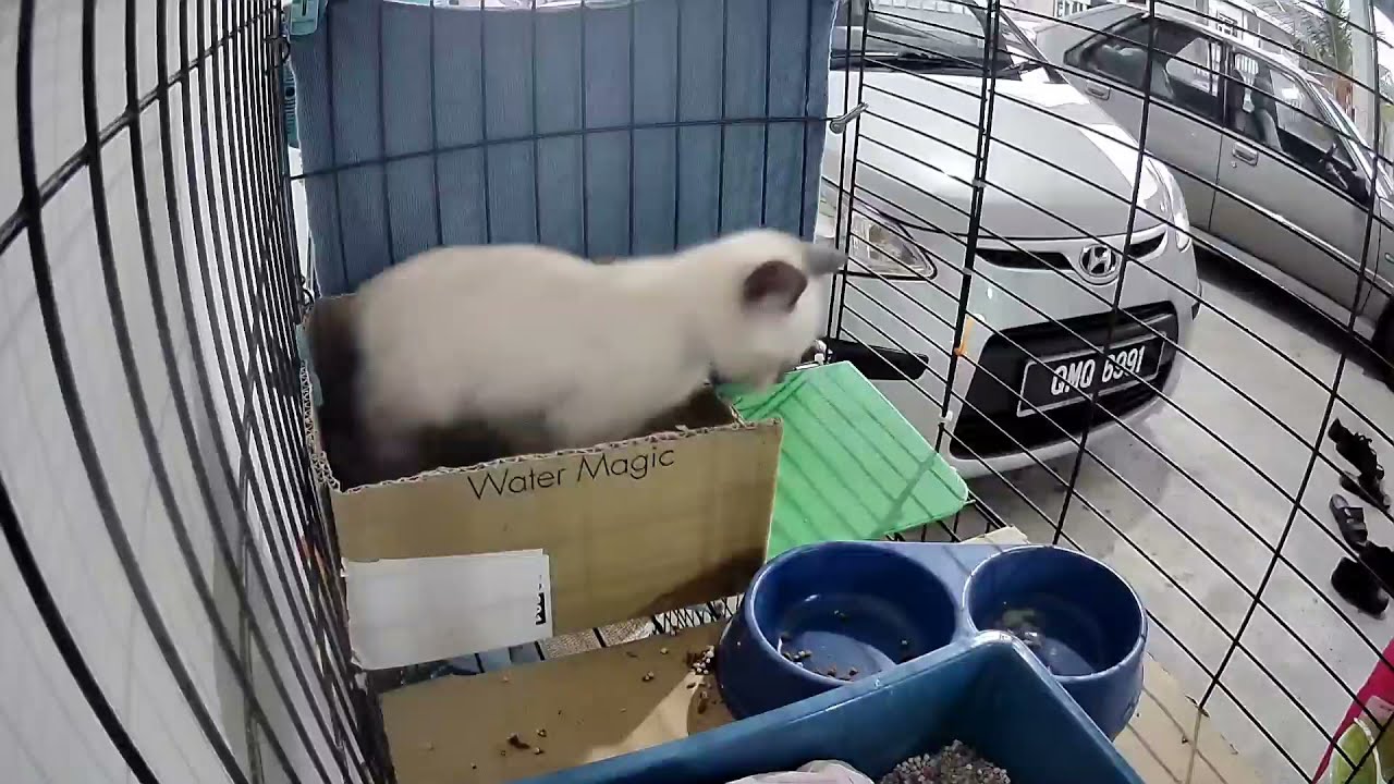 🆕early Morning Kitty Playing Early Morning Kitty Playing Cards Popular Video