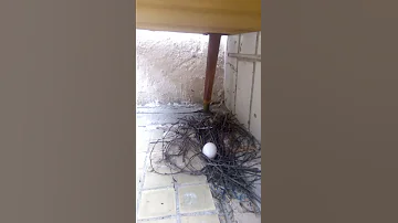 #1 Ждём пополнения 🐣 Голубиное яйцо на балконе