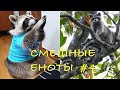 Cмешные ЕНОТЫ #4 / Приколы с ЕНОТАМИ 2020 / Funny Raccoons