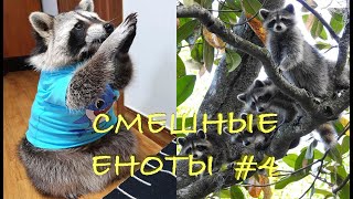Cмешные ЕНОТЫ #4 / Приколы с ЕНОТАМИ 2020 / Funny Raccoons