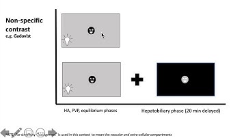 GIT - Basics MR liver-specific contrast (1/5) - Primovist, Eovist : simplified