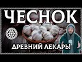 ЧЕСНОК – Самый древний антибиотик! Польза и вред! ПП [ОСОЗНАННОЕ ПИТАНИЕ]