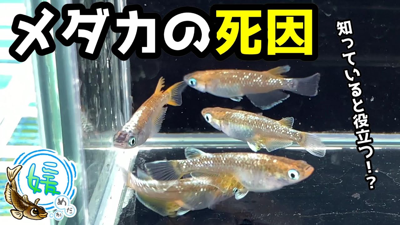 メダカ の 死因