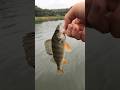 Nice perch catch and release// @Spinning_Fishing888 #fishing #рибалка #spiningfishing #beach