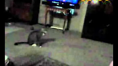 my cats tom and jerry