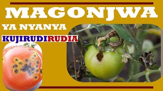 CHANGAMOTO YA MAGONJWA NA WADUDU KUJIRUDIARUDIA