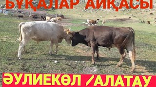 Бұқалар айқасы/Баян Жүрек/