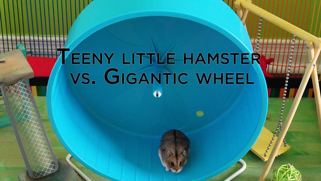 Teeny little hamster versus gigantic wheel - YouTube