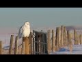 Snow Owl ( Snowy Owl )  　白フクロウ