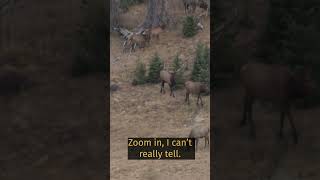 New hunt film premieres Sunday at 1 PM MDT