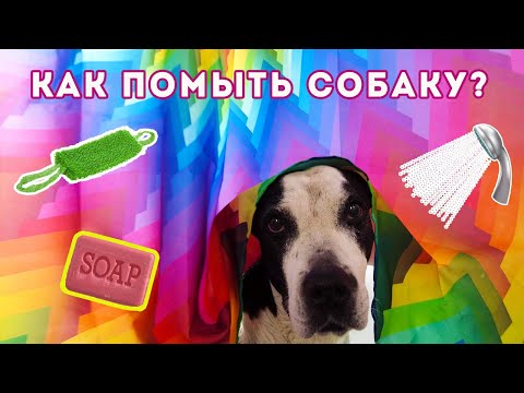 Видео: A dog named Panda takes a bath / У собаки Панды помывочный день