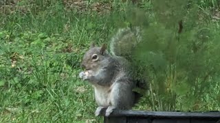 Squirrel greets me