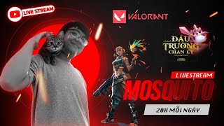 🔴Live: ĐTCL: Leo rank chill chill thôi rồi valorant