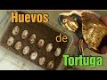 Huevos de tortuga ,Incubación  casera y economica en casa 🐢( como hacer incubadora casera )