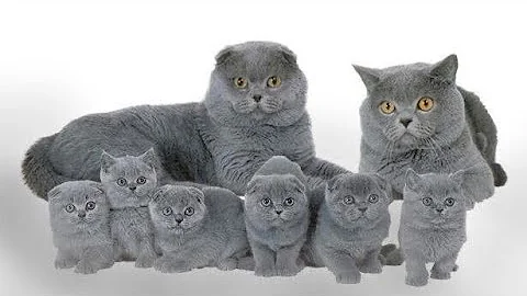 Watch the video about British Short hair Wow Import breed @HyderabadPersianCats