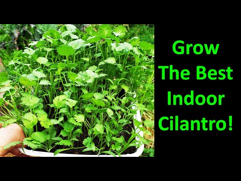 Video: How To Plant Cilantro