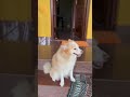 You are loved😍 #dogsofinstagram #dogshorts #pomeranian #indiedog #shortvideo #cute #funny #love #pet