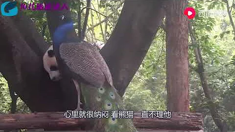 孔雀開屏向熊貓炫耀，熊貓上去就一頓狂追！結局令人哭笑不得 - 天天要聞