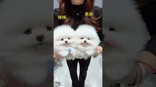 Don’t they look very similar? The two little ones are so cute. The daily record of Pomeranian’s cut