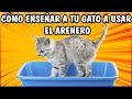 Cómo Enseñar a Tu Gato a Usar el Arenero (12 Consejos Fáciles) - SiamCatChannel