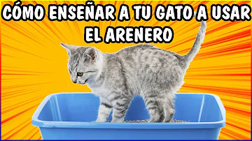 ¿Cómo hago para que mi gato use una caja de arena diferente?