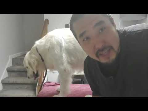Video: Hvorfor stinker en hund efter et bad?