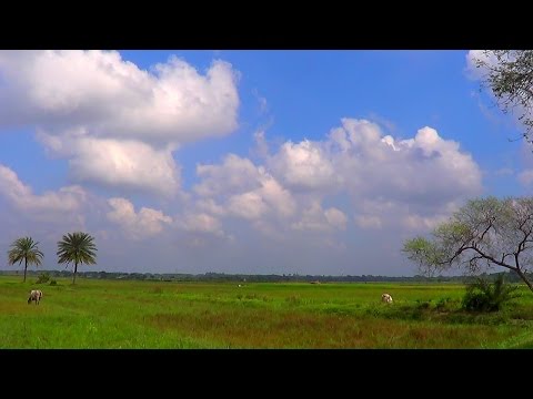 BD Landscape- Amazing Village Landscape Of Bangladesh With Original Nature Sound