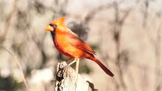 Birds At The House Relaxing 