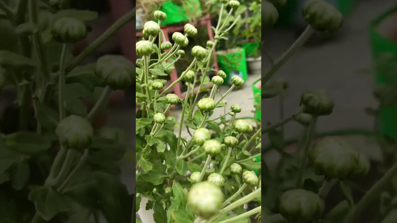 guldaudi ki kaliyan!!