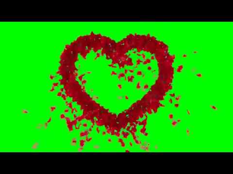 ФУТАЖ Сердце из лепестков розы (на хромакее)