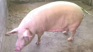 Dangers of Inbreeding in Pigs Inbreeding In Pigs