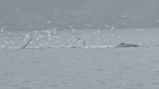 Humpback whales bubble net feeding: Kenai Fjords National Park, Alaska - 7/1/24