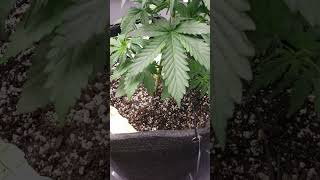 Zkittles Auto Grow- Watering and Lst