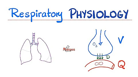 Lung Physiology Basics | Normal Quiet Breathing 😮‍💨 | Inspiration & Expiration | Diaphragm action - 天天要聞