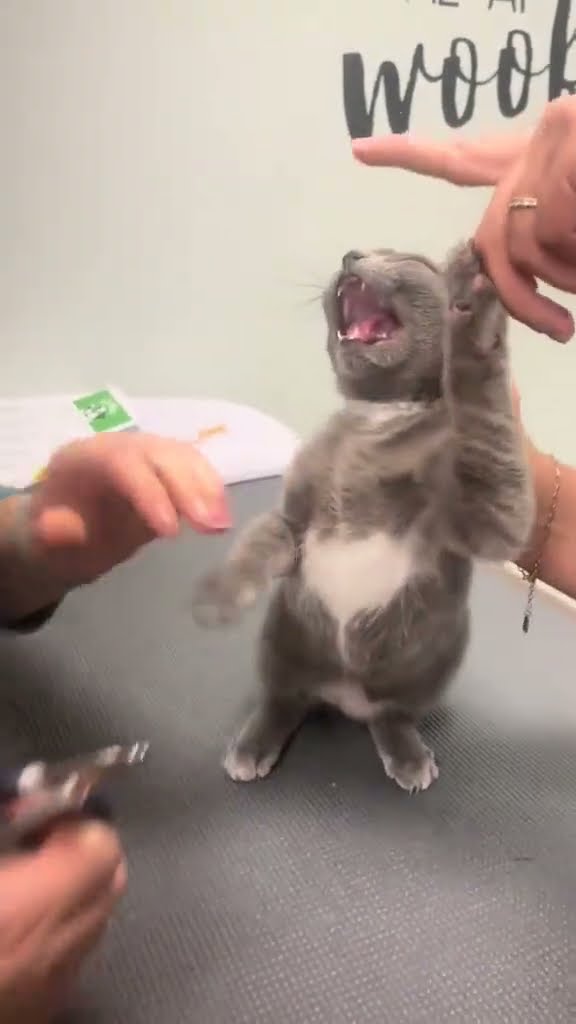 Très mignon petit chaton