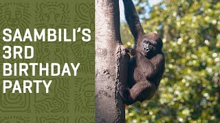 Happy 3rd Birthday, Saambili!