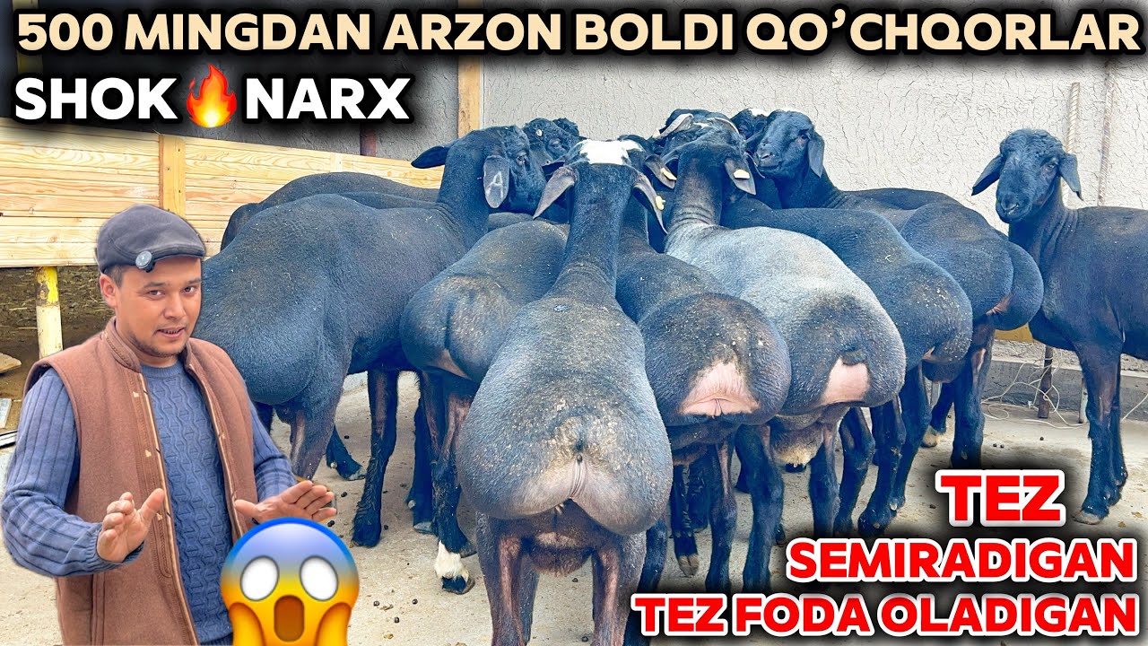 JUMANAZAR AKA QO’CHQORLAR NARXINI 500 mig dan ARZONLATDI SHOSHILING PULI ARZON QOCHQORLAR KELDI