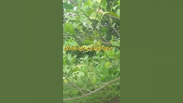 سورة ابراهيم عليه السلام