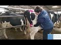 Injectie in bilspier koe