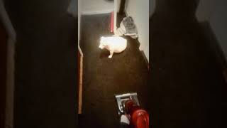 Funny Dog Video.... He Is A Miniature Jack Russell