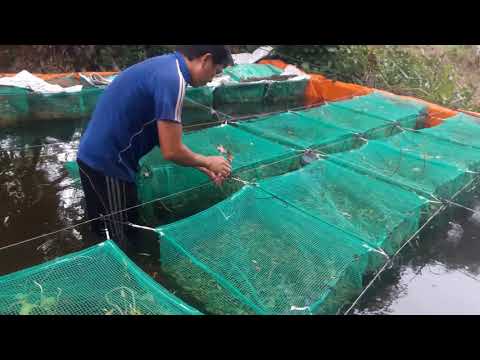 Video cá lóc giống trên bồn nha moi nguoi - youtube