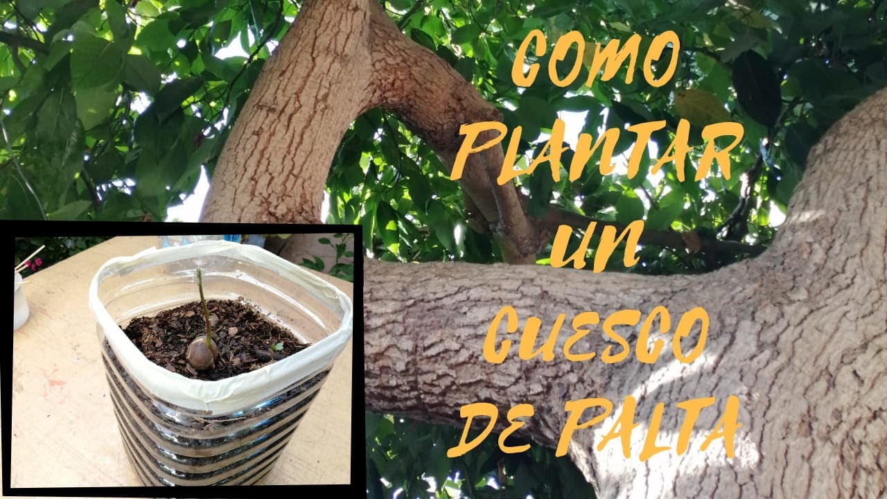 Como Plantar Un Cuesco De Palta