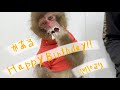 一歳になった保護されたお猿かあるくん happy birthday 誕生日おめでとう!!