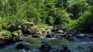Tranquil Nature Ambience with Green Stream Flow for Meditation, Sleep and Deep Focus