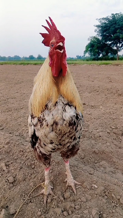 ayam berkokok #chicken #suara #rooster