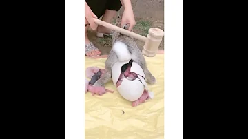 Вот как рождаются    кролики