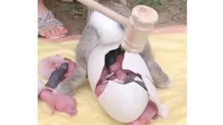 Вот как рождаются    кролики