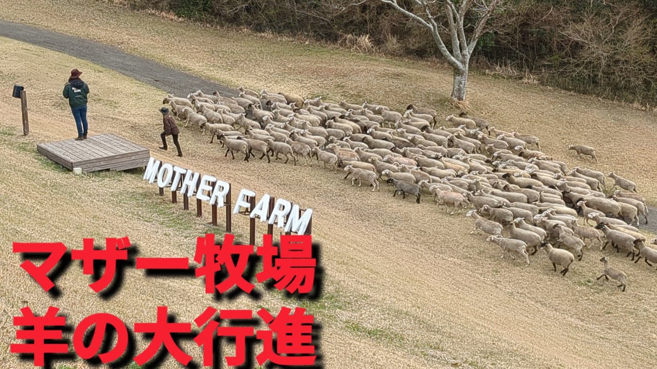 Super Popular‼️🐑Sheep Parade🩷Mother Farm🍀🌷✨ - YouTube