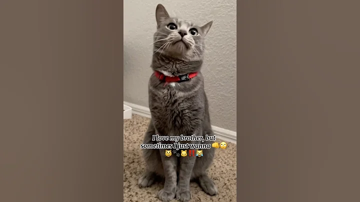 Video 9782151: meow cute cat kitty, kitty meow funny cats