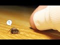 【激かわ】ペットのハエトリグモに霧吹きをするとこうなる